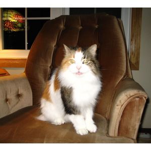 Meet your Posher, Donna